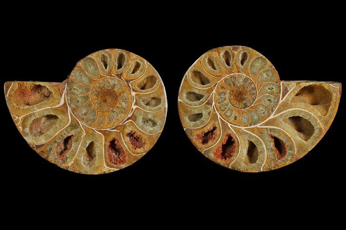 Cut & Polished, Agatized Ammonite Fossil (Pair)- Jurassic #110761